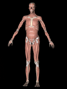 gif bio sistema .gif