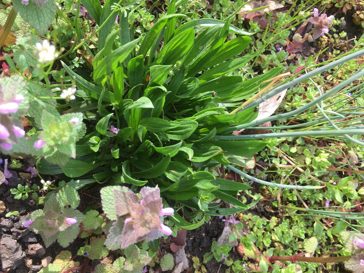 nice plants lady.jpg