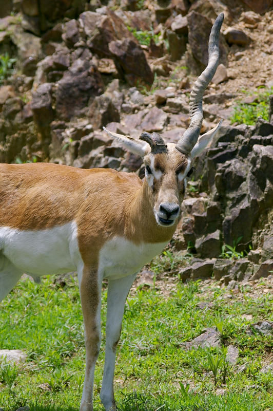ブラックバック
