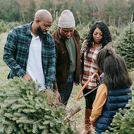 Christmas Tree picking and Cutting in East Tennessee. Christmas Tree farm in Monroe County Tennessee. U-Pick Christmas Trees family fun in December in East Tennessee.