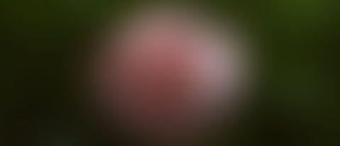 PAPA PRAYER INTENTIONS FOR THE WEEK NOVEMBER 1, 2020-NOVEMBER 7, 2020