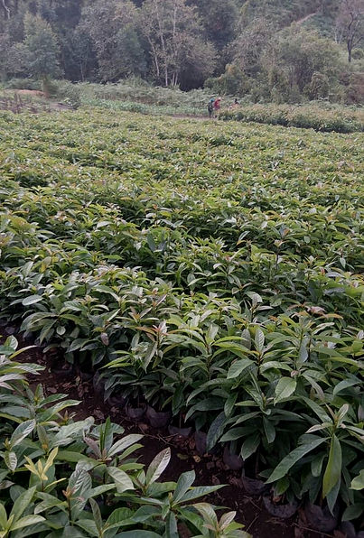 Avocado nursery for free seedlings distribution to smallholders