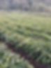 AVOCADO NJOMBE.jpg