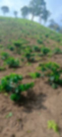 BALELE COFFEE FARM_edited