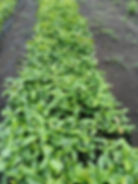 PORTION OF OUR COFFEE NURSERY 2