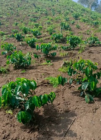 BALELE COFFEE FARM.jpg