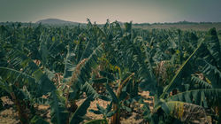 BANANA TREES