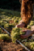 APO-1611.jpg