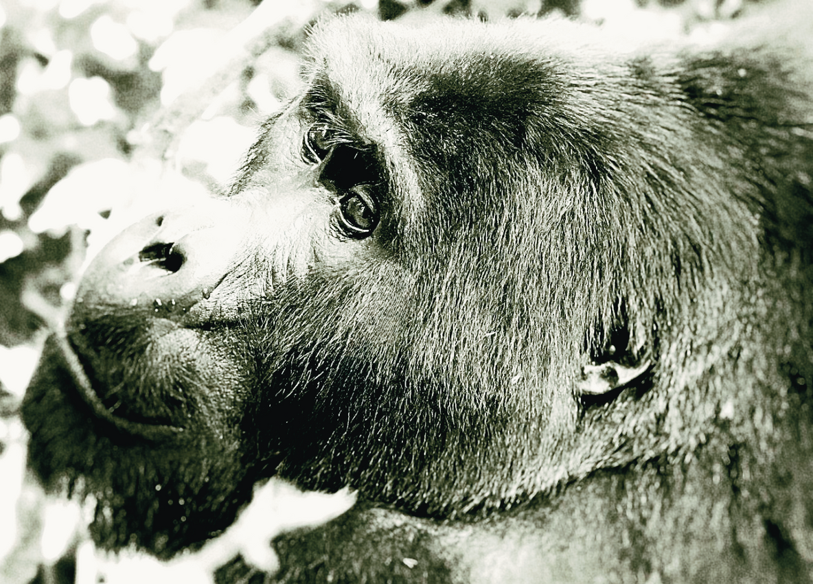 Gorilla_Mist.png