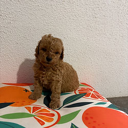 labradoodle