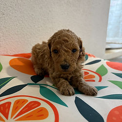 Labradoodle