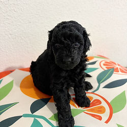 labradoodle