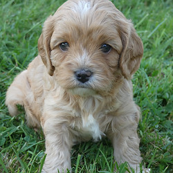 Maltipoo
