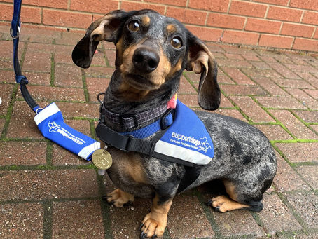 Sheffield Support dogs