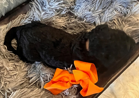Orange boy 1 week.jpg