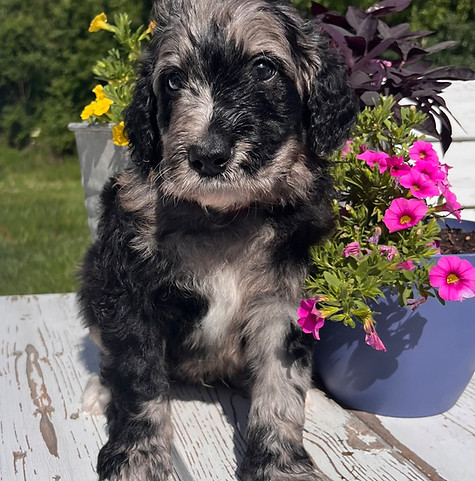 Mr. Red 4.5 weeks.jpg