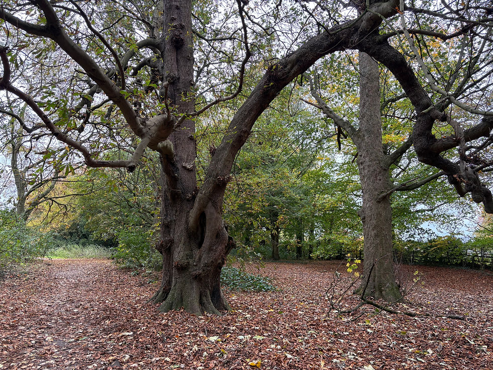 Aveteran chestnut tree in kent