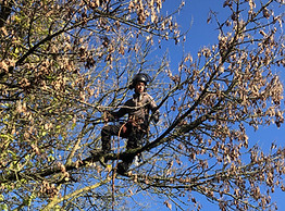 A tree surgeon pruning a tree in Kent