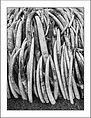 Presidential Tusk Pile.jpg