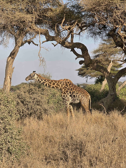 giraff.jpg