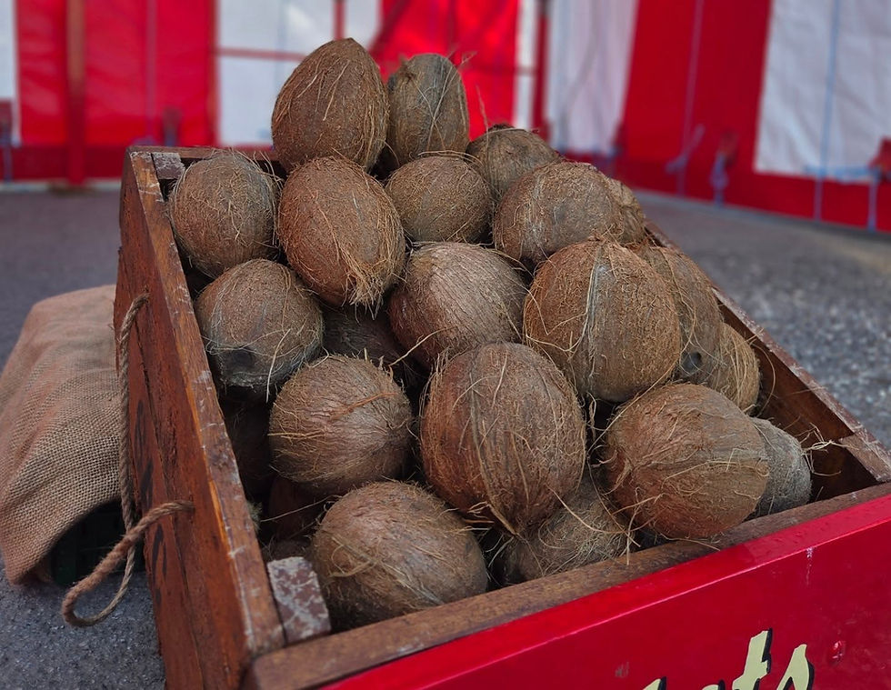 Traditional coconut shy