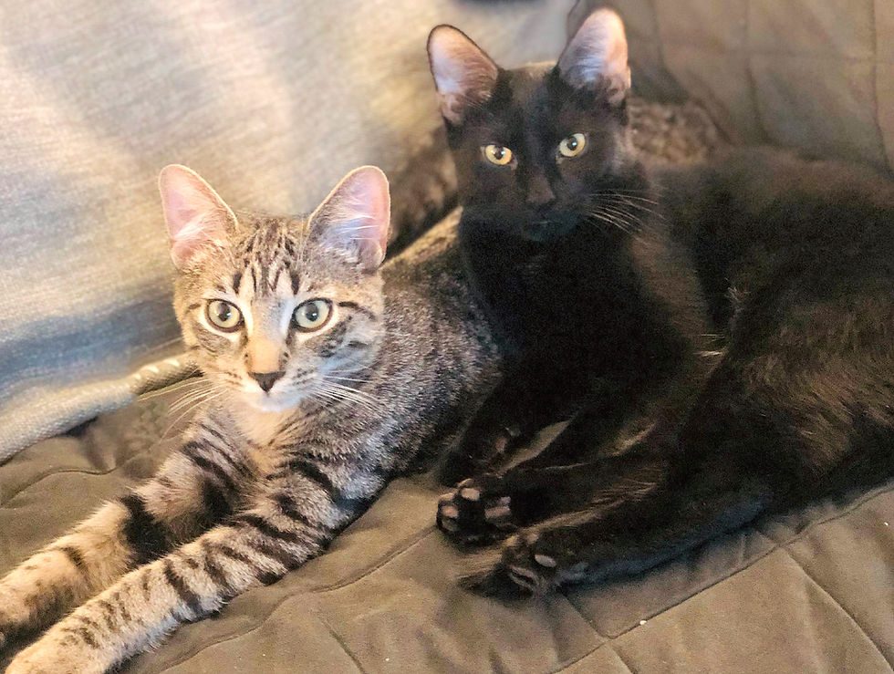 Sibling kittens