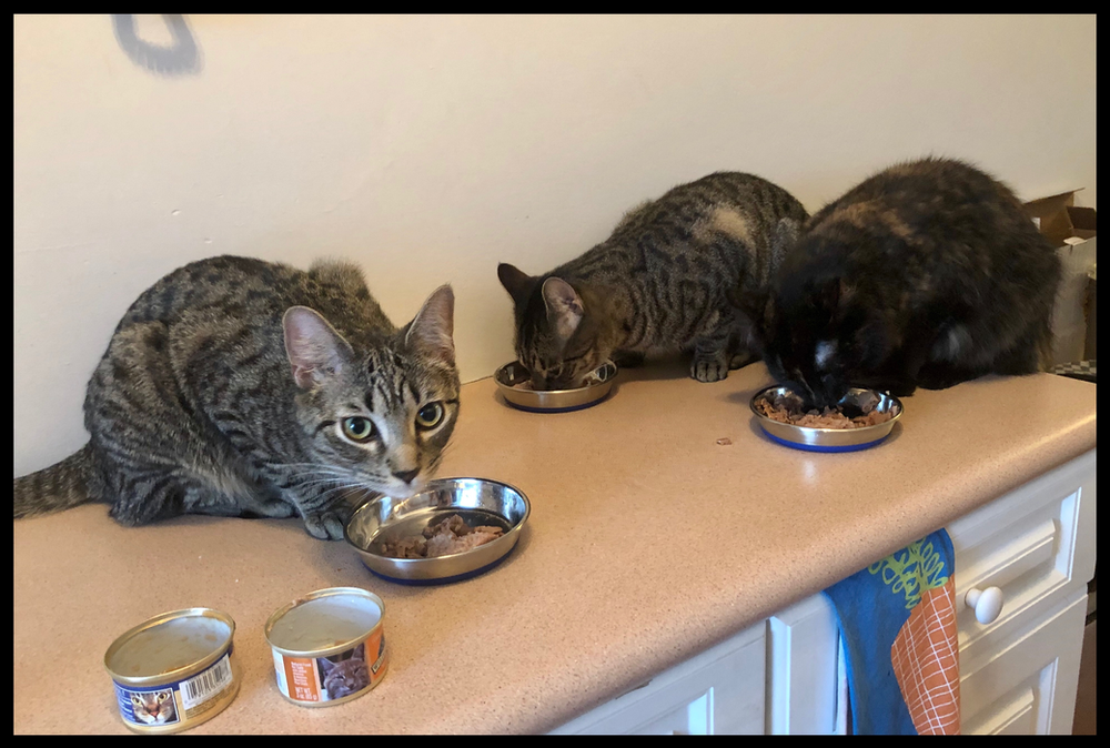 Replacing My Cat S Favorite Food Nutro S Max Cat