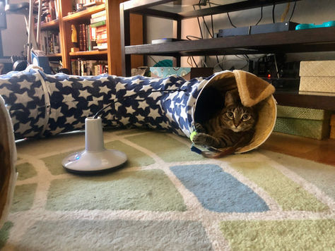 Cat inside tunnel playing