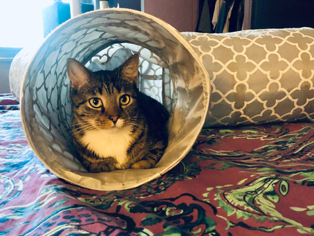 Product Recommendation: 3 Way Tunnels