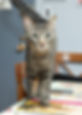 Josh by Briane_edited.jpg