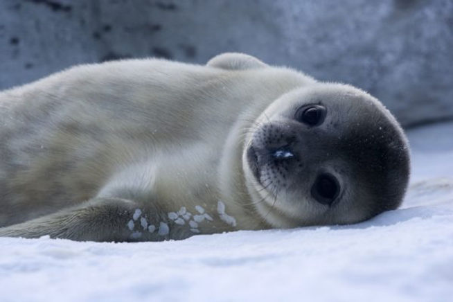Baby_Weddell_Seal-600x400.jpg