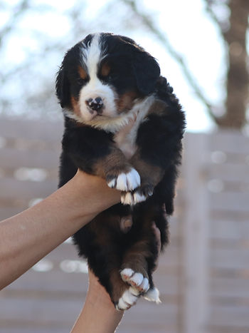 Red Male - Litter T2.4.JPG