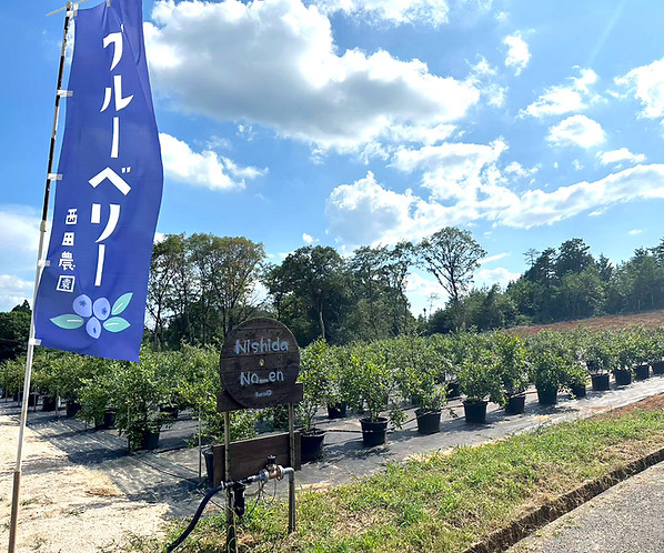 farm_04.jpg
