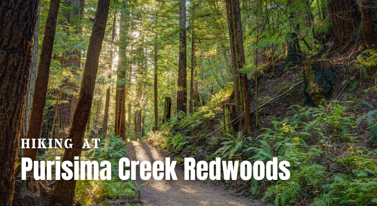 Hike Purisima Creek Redwoods Near Moss Beach, CA