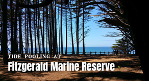 Tide Pooling at Fitzgerald Marine Reserve: A Complete Visitor's Guide