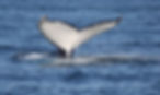 Tour de observación de ballenas