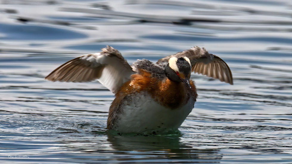 Horned Grebe by Chris LeBoutillier