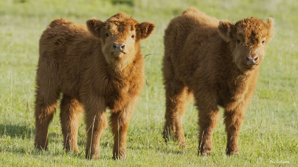 Welcome the newborn highland calves Molly and Freddie by Chris LeBoutillier