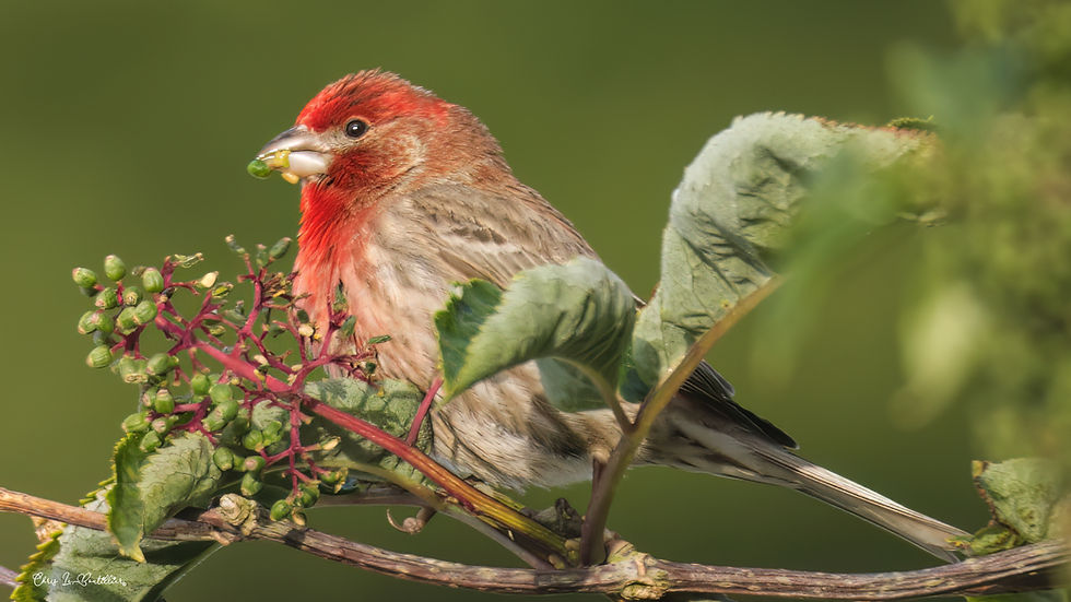 House Finch (male) by Chris LeBoutillier