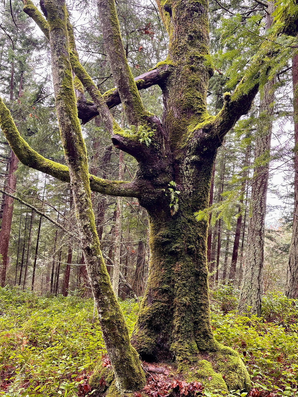 Forest Matriarch by Ellen Fitch