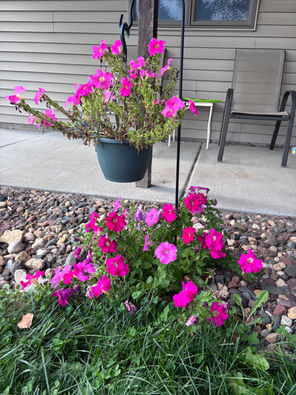 Two petunia plants.