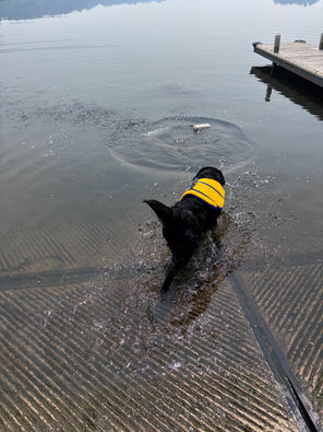 A black dog with a yellow lifejacket on in the water.