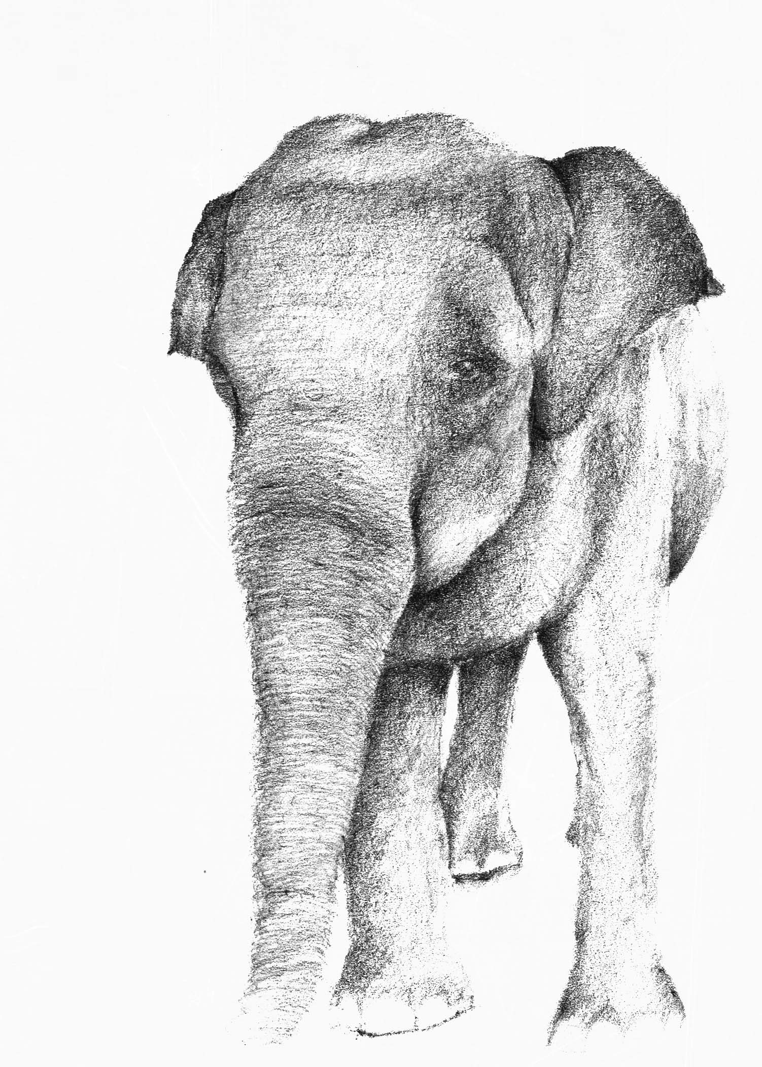 THE INDIAN ELEPHANT