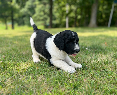 D87F42C1-E5A8-4465-8BE6-A6AAB5C65E50_1_201_a.jpeg