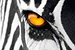 occhio zebra_edited.jpg