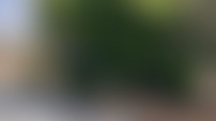 敷地内に侵入する木の伐採