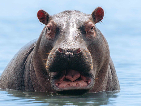 20250707-EAS02984-TWS-hippo, Naivasha.jpg