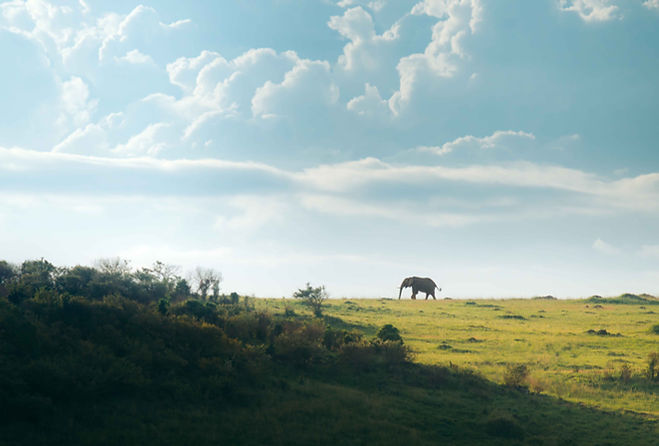 20250425-EAS02021-Enhanced-NRart, blues, elephant, greens, landscape, website_TWS.jpg