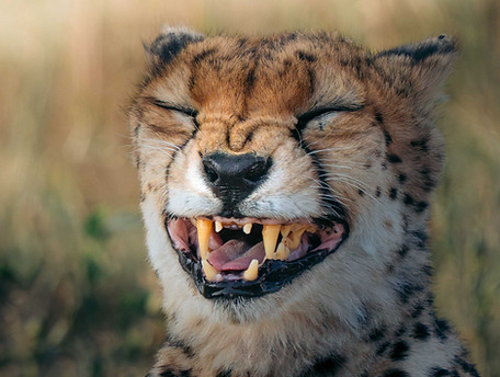 20250302-EAS02702-TWS-cat, cheetah, mammal, yawn.jpg