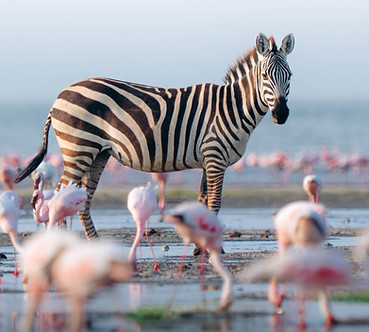 20250823-EAS01145posted, zebra_TWS.jpg